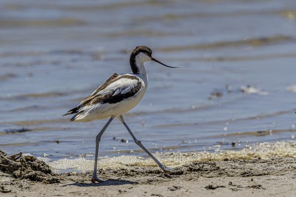 Pied Avocet