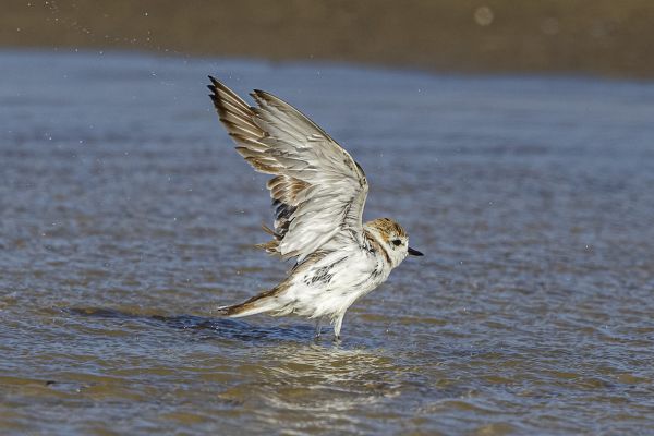 Kentish Plover