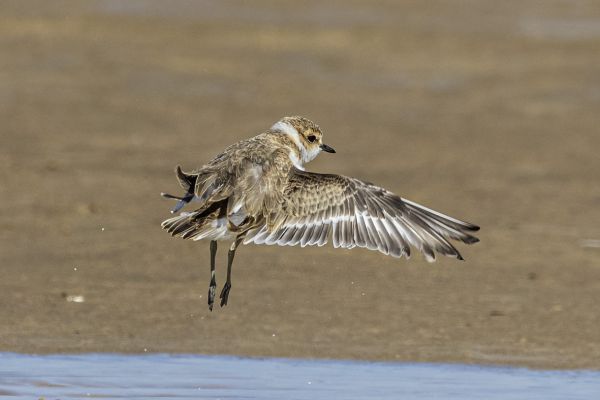 Kentish Plover