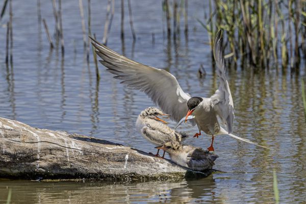 Common Tern