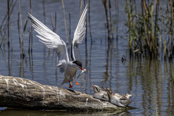 Common Tern