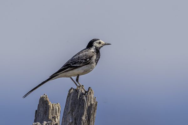 White Wagtail