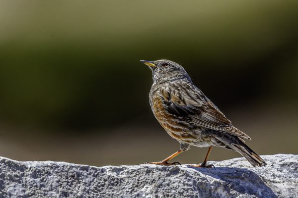Alpine Accentor