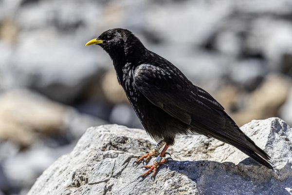 Yellow-billed Chough