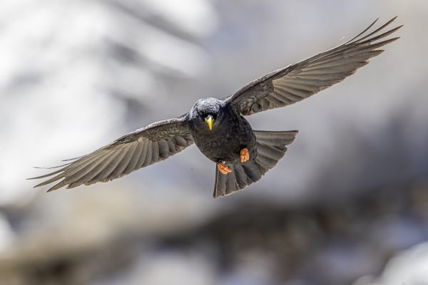 Yellow-billed Chough