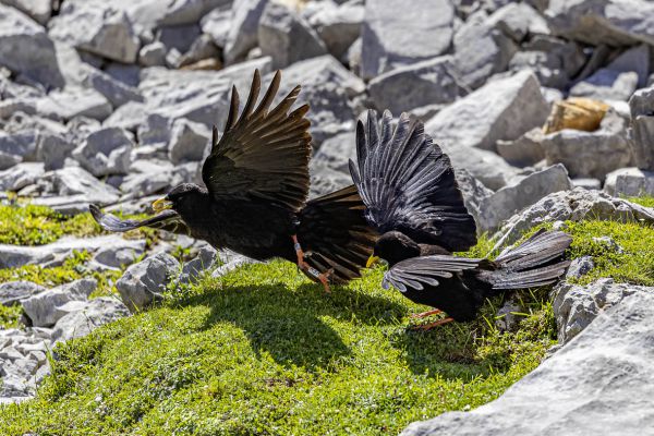 Yellow-billed Chough