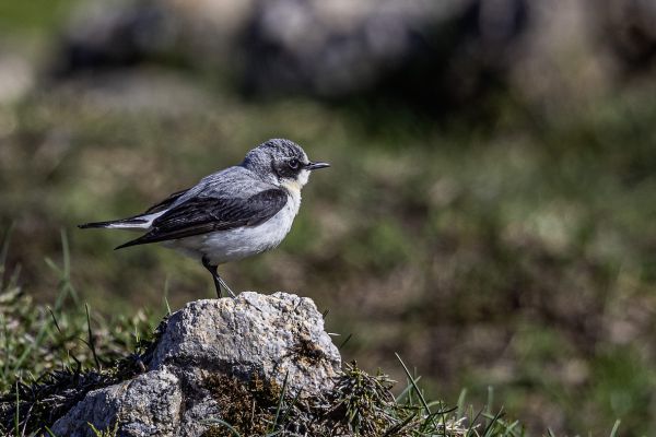 Western Black-eared Wheatear
