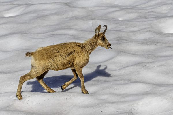 Pyrenean chamois