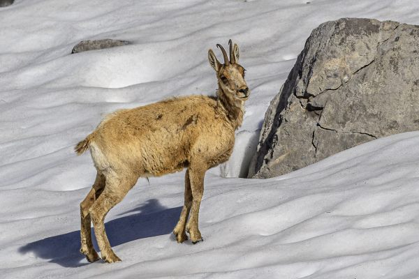 Pyrenean chamois