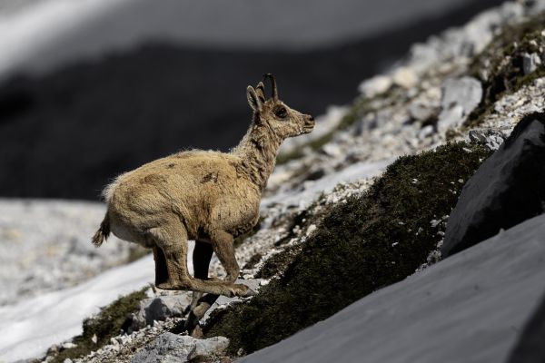 Pyrenean chamois