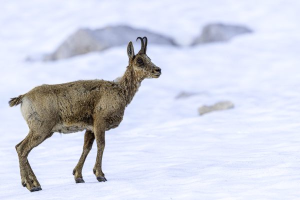 Pyrenean chamois