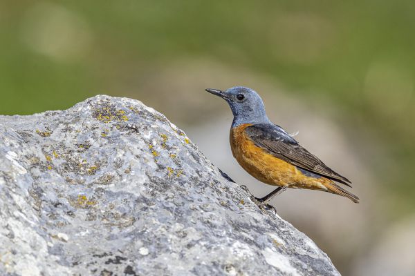 Rufous-tailed Rock-Thrush