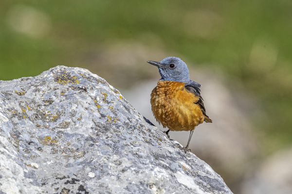 Rufous-tailed Rock-Thrush