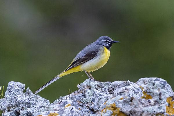Grey Wagtail