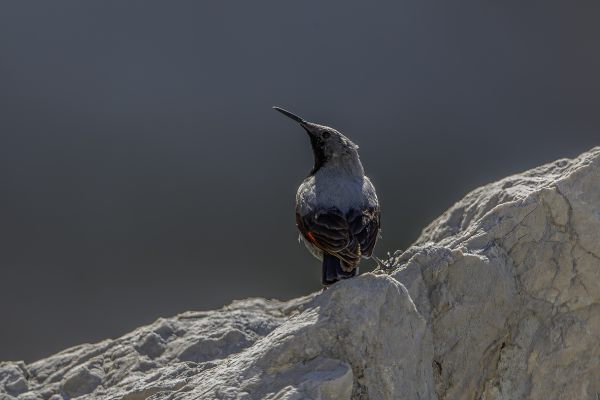 Wallcreeper