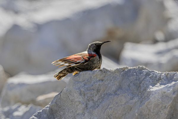 Wallcreeper