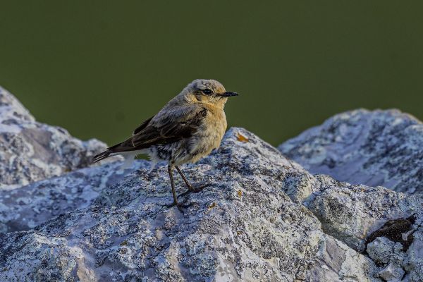 Northern Wheatear