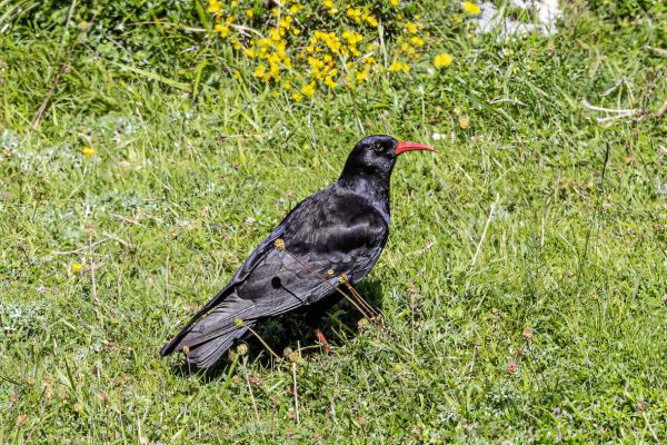 Red-billed Chough
