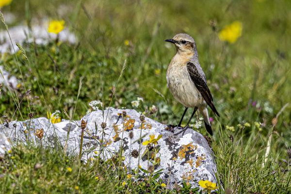 Northern Wheatear