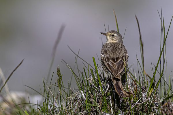 Water Pipit