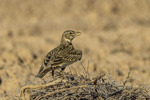 Calandra Lark