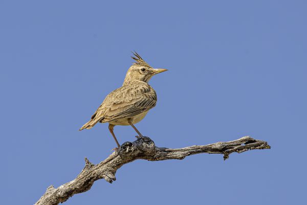 Crested Lark