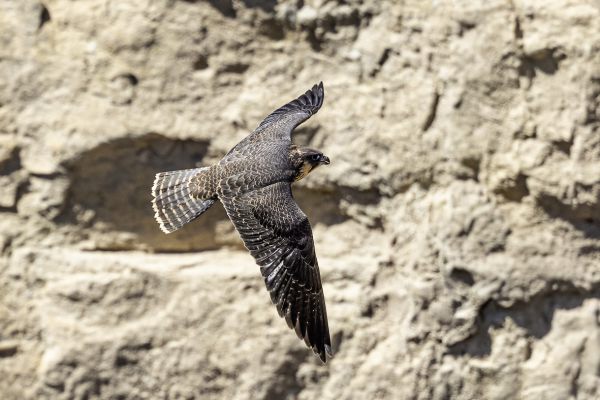 Peregrine Falcon
