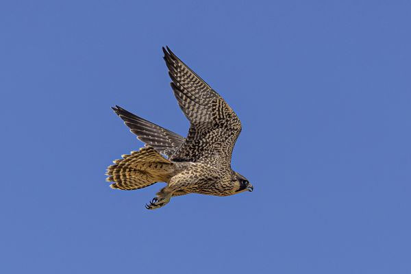 Peregrine Falcon