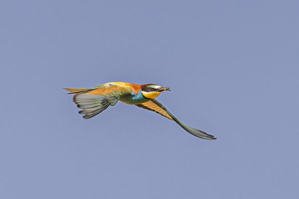 European Bee-eater