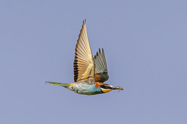 European Bee-eater