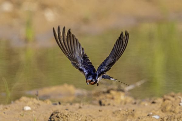 Barn Swallow