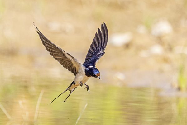 Barn Swallow