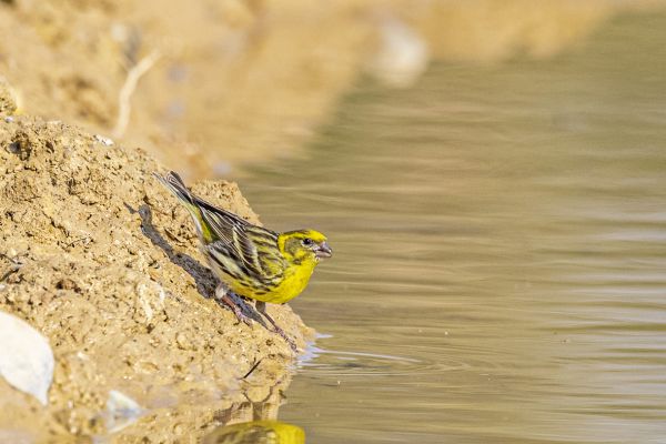 European Serin