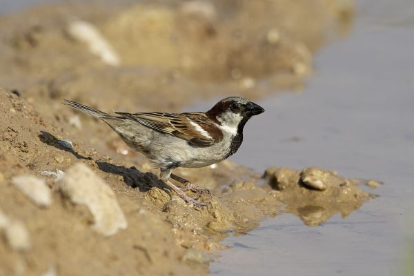 House Sparrow