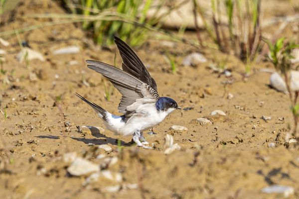 Northern House-Martin
