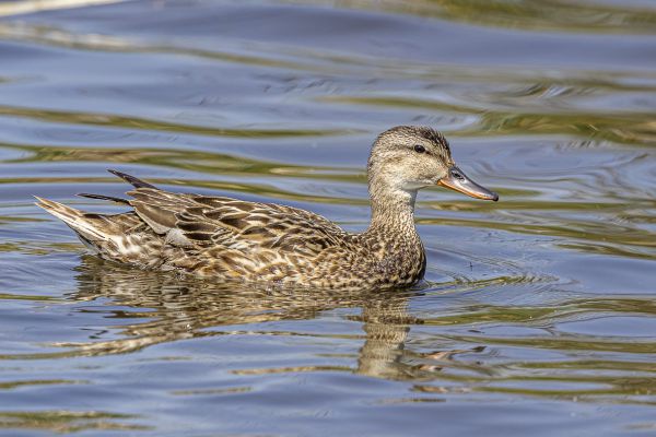 Gadwall