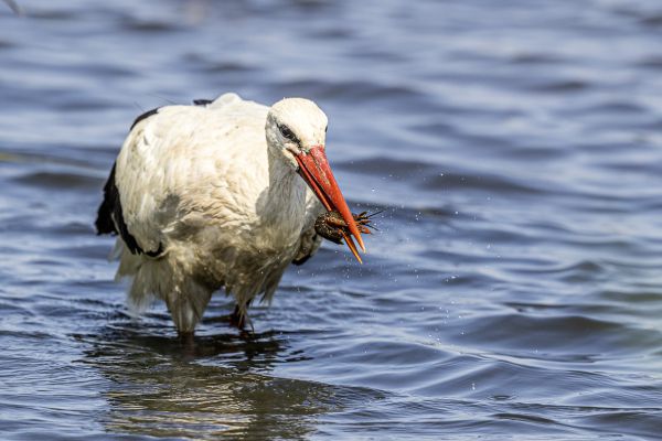 White Stork