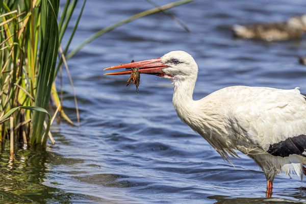 White Stork
