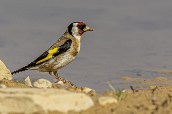 European Goldfinch