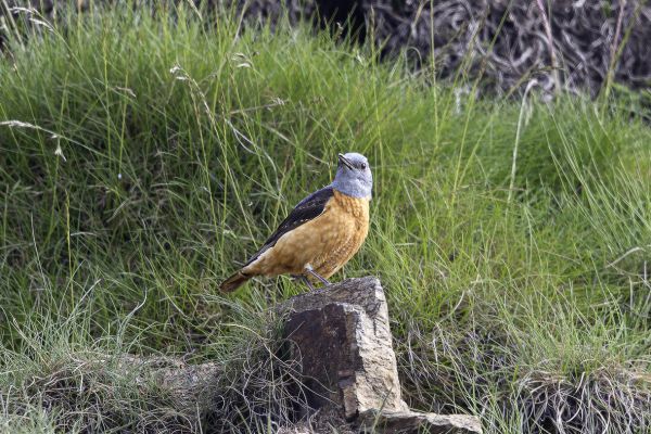Rufous-tailed Rock-Thrush