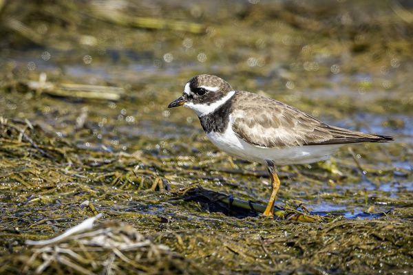 Common Ringed Plover