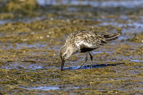 Dunlin 