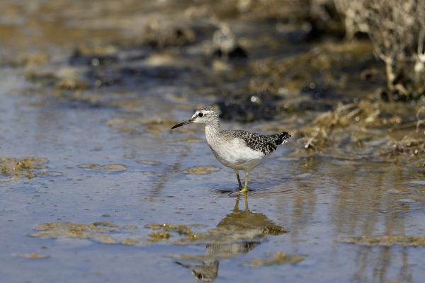 Wood Sandpiper