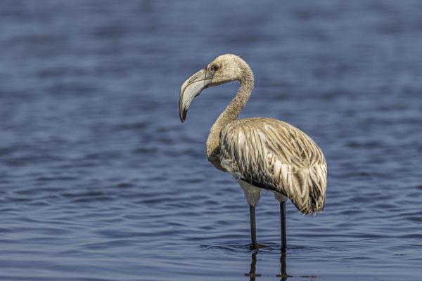 Greater flamingo