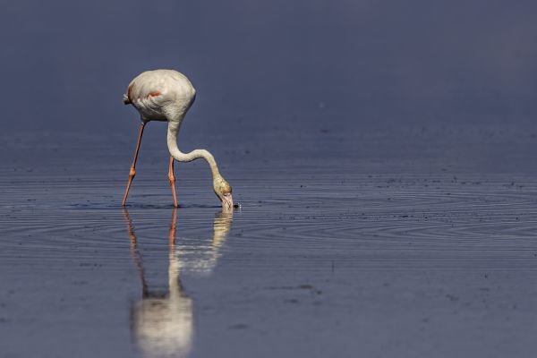 Greater flamingo