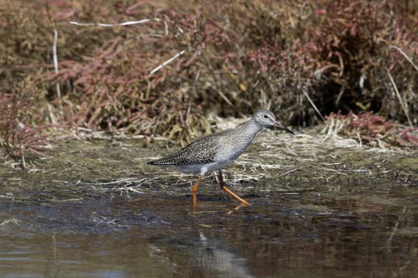 Common redshank