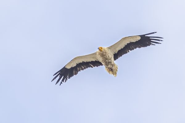 Egyptian Vulture