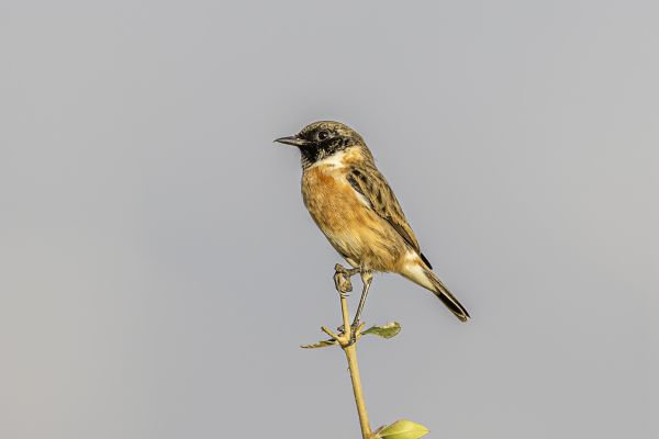 European Stonechat