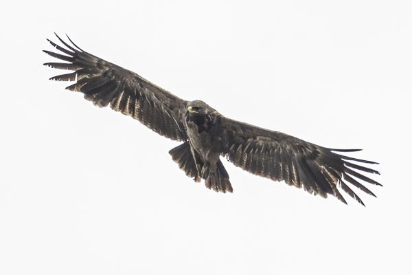 Lesser Spotted Eagle