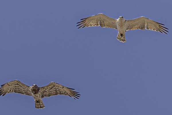 Short-toed Snake-Eagle
